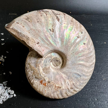 Ammonit Cleoniceras | vollständige Spiralform | Regenbogenfarben auf Beige | Unikat-Fossil | Happy Minerals