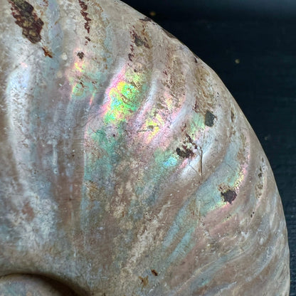 Ammonit Cleoniceras | Makroaufnahme | leuchtendes Grün-Violett-Opalisieren | Rippenstruktur | Happy Minerals