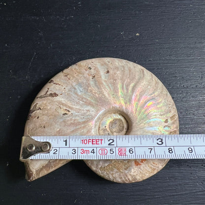 Ammonit Cleoniceras | mit Maßband vermessen | ca. 9cm großes Fossil | Größenvergleich | Happy Minerals