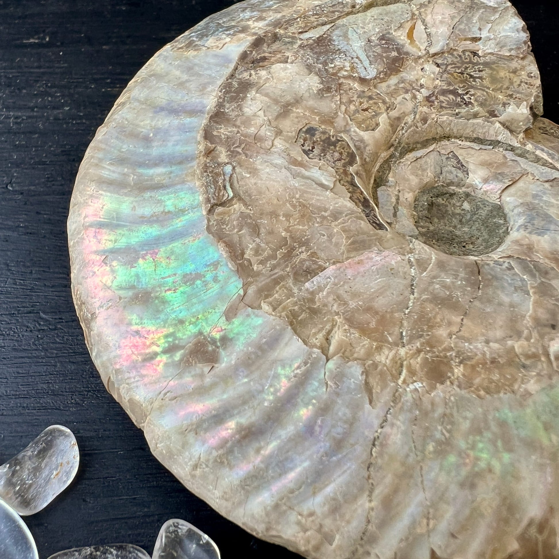 Ammonit Cleoniceras | Detailaufnahme | opalisierendes Schimmern | grün-rosa Nuancen | Madagaskar | Happy Minerals