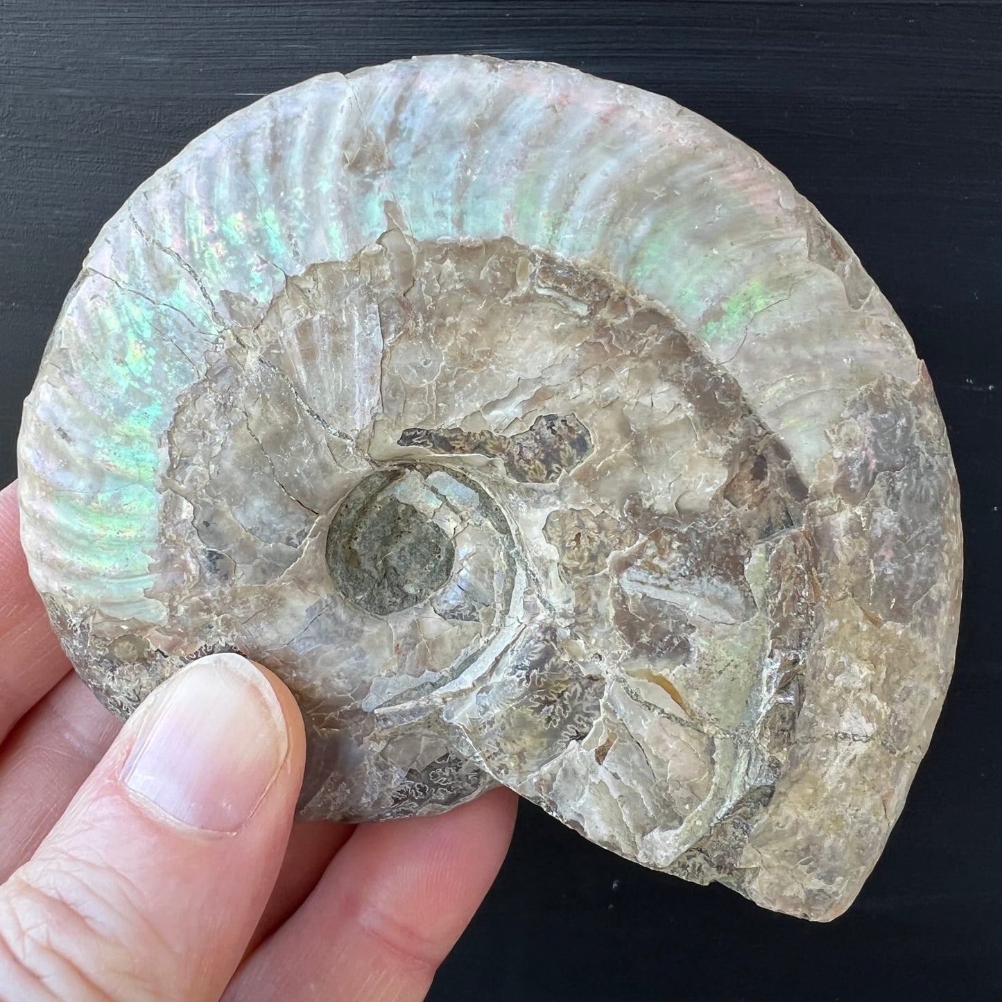 Ammonit Cleoniceras | Handaufnahme | Spirale | schillernde Perlmuttschale | cremig-bunt | Madagaskar | Happy Minerals