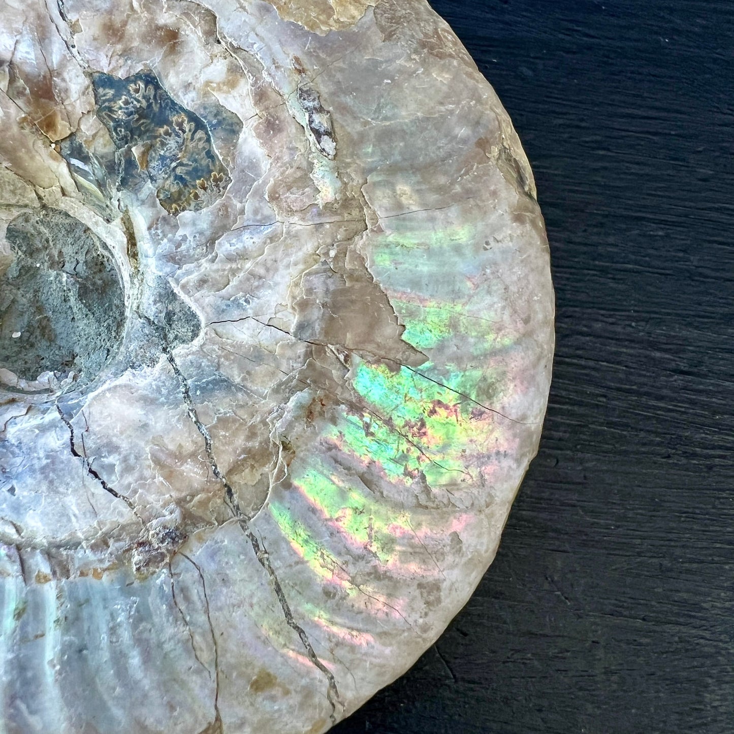 Ammonit Cleoniceras | Nahaufnahme Irisieren | grün-pink-blau | Schalenstruktur | Madagaskar Fossil | Happy Minerals