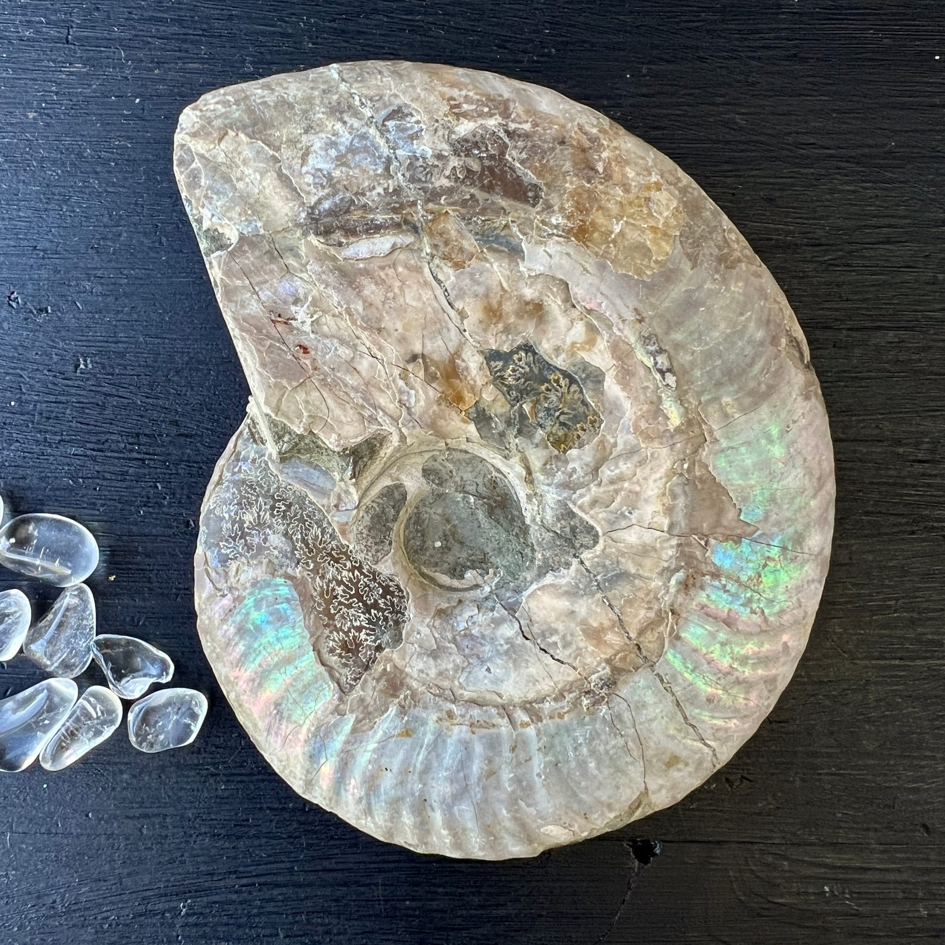 Ammonit Cleoniceras Madagaskar | Draufsicht | schimmerndes Regenbogenspiel | cremige Töne | Fossil | Happy Minerals