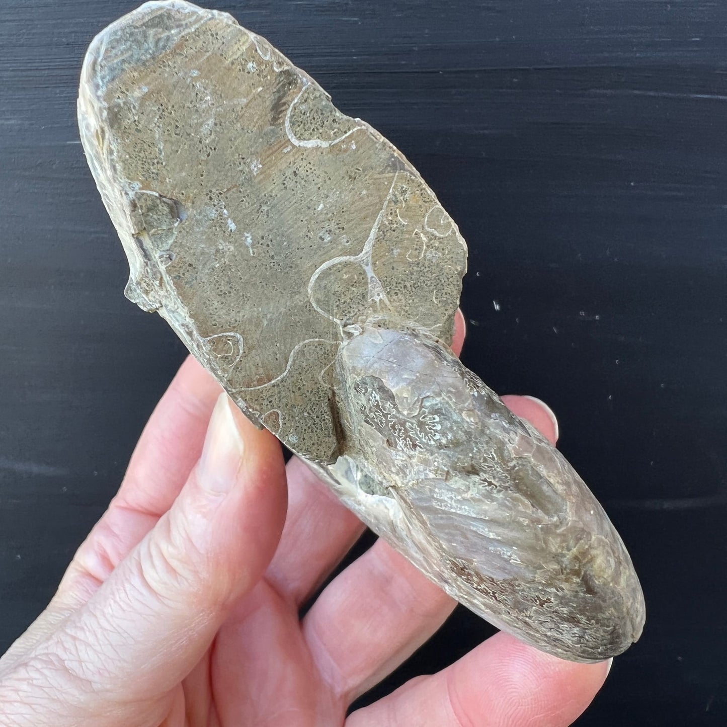 Ammonit Cleoniceras | Rückseite | Suturmuster | erdige Töne | Fossilienkammern sichtbar | Madagaskar | Happy Minerals