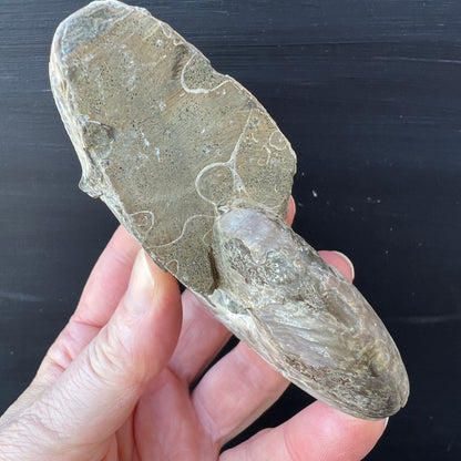 Ammonit Cleoniceras | Rückseite | Suturmuster | erdige Töne | Fossilienkammern sichtbar | Madagaskar | Happy Minerals