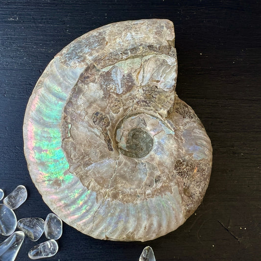 Ammonit Cleoniceras Madagaskar | Vorderseite | lebhaftes Farbenspiel | Spiralstruktur | Unikat Fossil | Happy Minerals