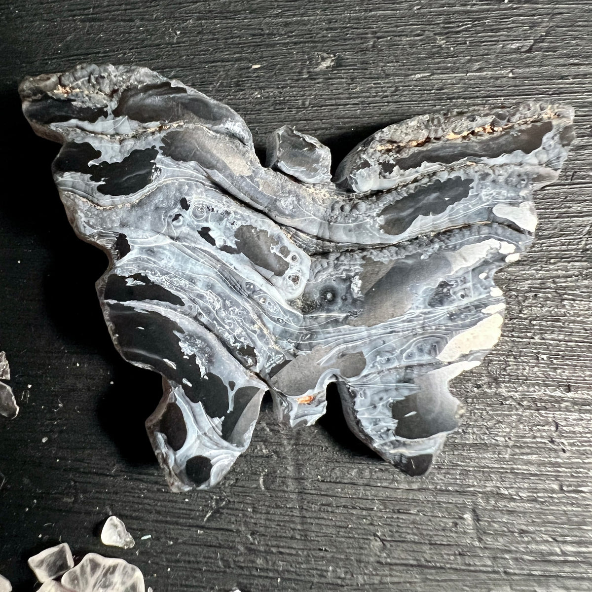Chalcedon Rosette Schmetterling Variante 3 | Marmorierte Schwarz-Grau-Muster | Happy Minerals