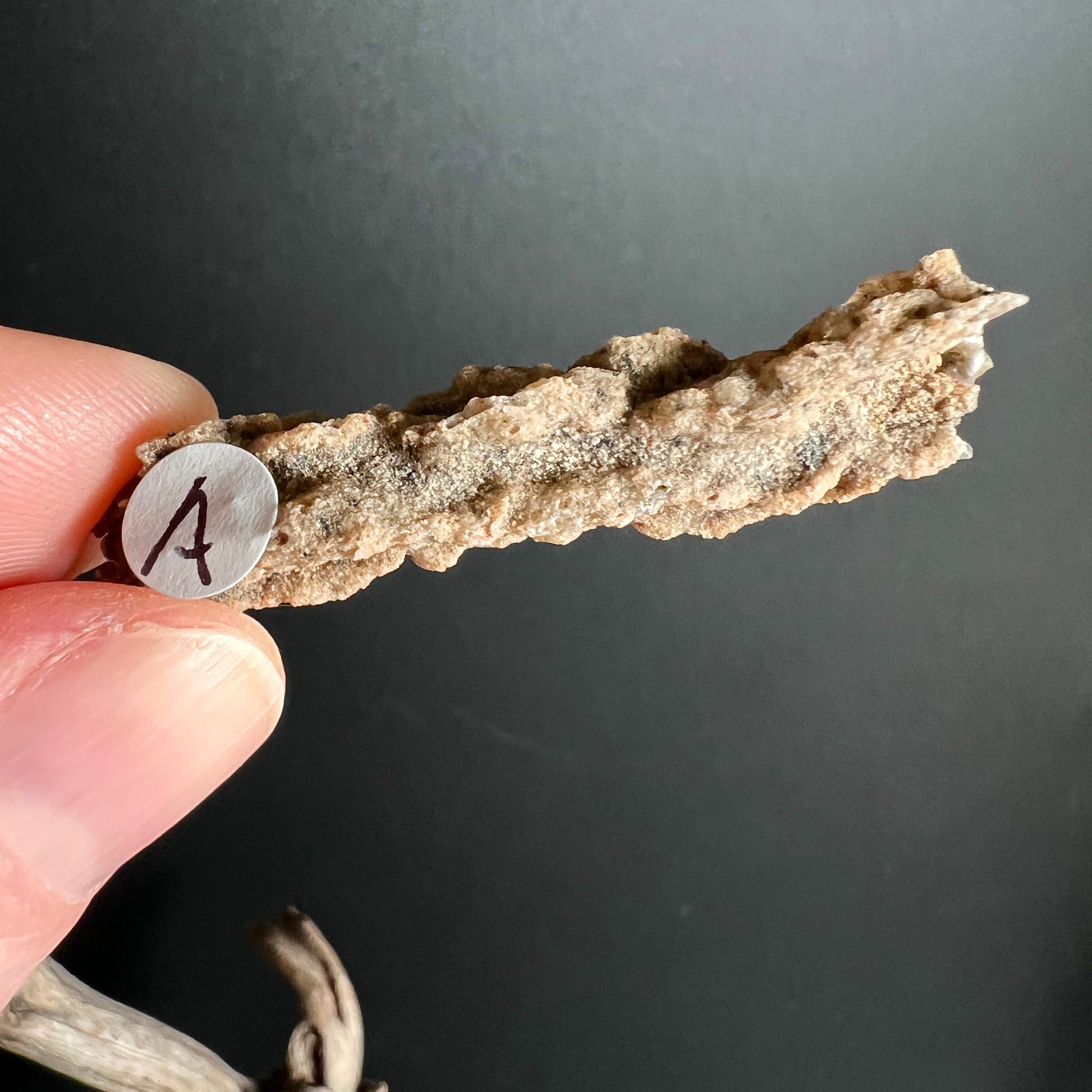 Fulgurit Rohstein A | sandfarbene Blitzglas | röhrenförmige Struktur | Sahara Wüstenfund | Happy Minerals