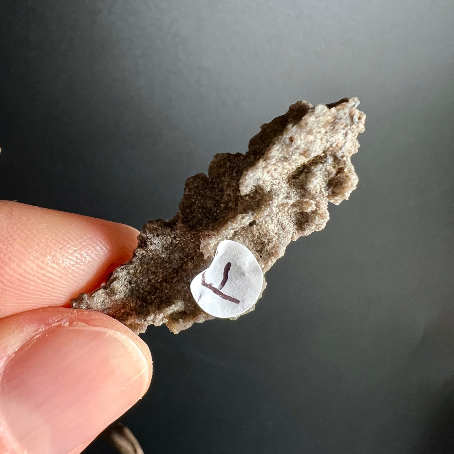 Fulgurit Rohstein F | verzweigte Struktur | honigfarbenes Blitzglas | seltener Sahara Fund | Happy Minerals