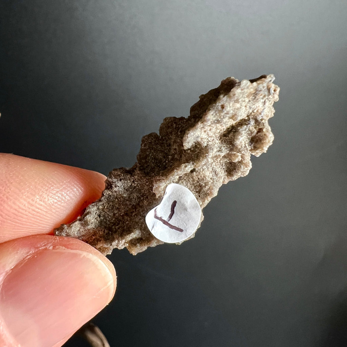 Fulgurit Rohstein F | verzweigte Struktur | honigfarbenes Blitzglas | seltener Sahara Fund | Happy Minerals
