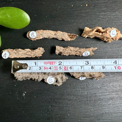 Fulgurit Rohsteine Kollektion | Maßband zeigt Größe | natürliche Blitzglas Vielfalt | Sahara | Happy Minerals