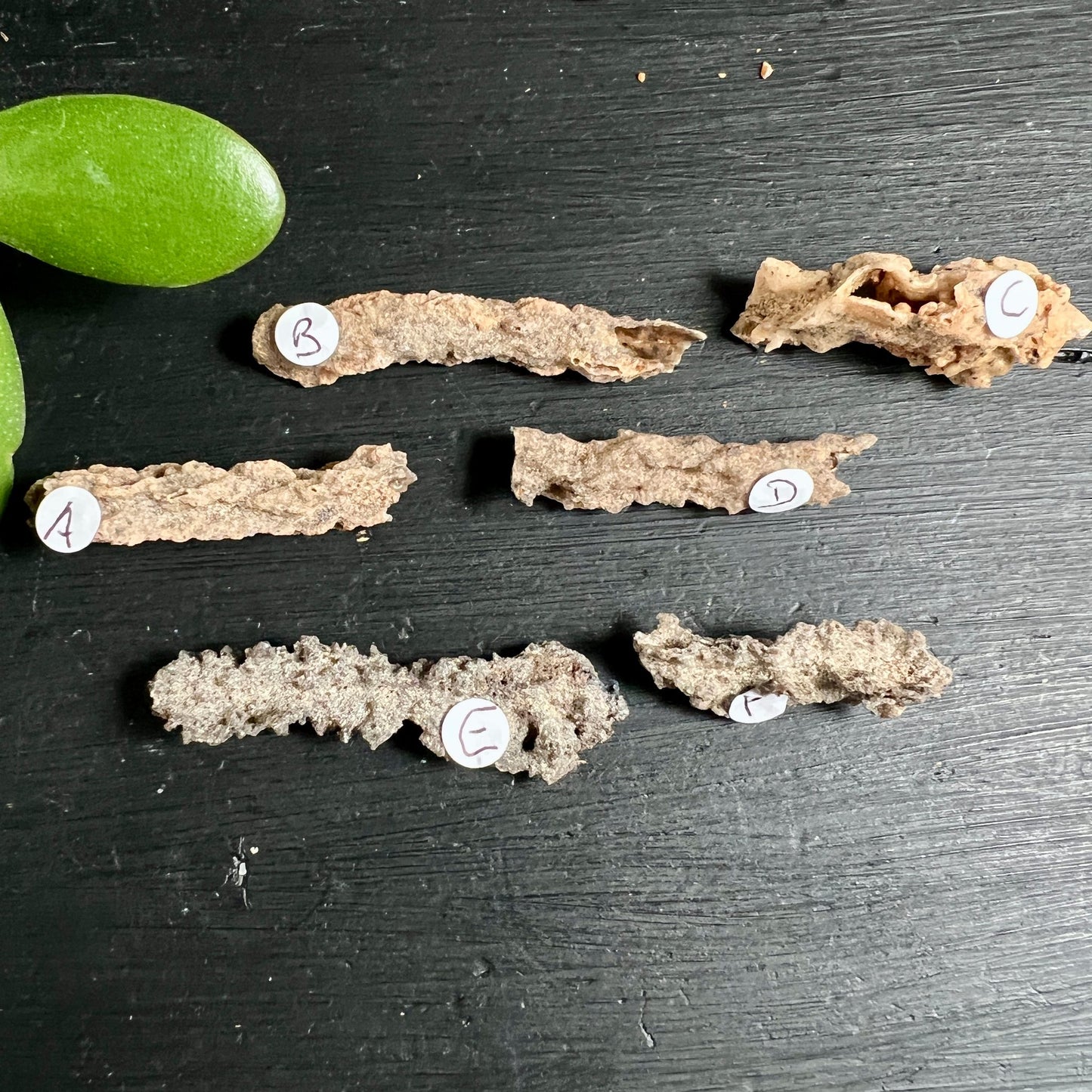 6 Fulgurit Rohsteine | Größenvergleich Sammlung | beige bis braune Nuancen | Sahara Wüstenfunde | Happy Minerals