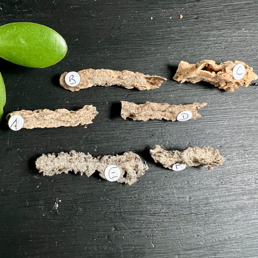6 Fulgurit Rohsteine | Größenvergleich Sammlung | beige bis braune Nuancen | Sahara Wüstenfunde | Happy Minerals