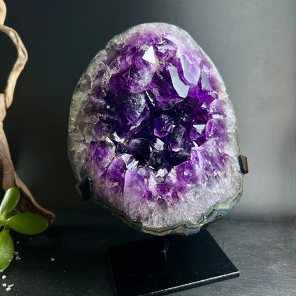 Amethyst Geode violett kristallin auf schwarzem Ständer mit grüner Pflanze | Happy Minerals