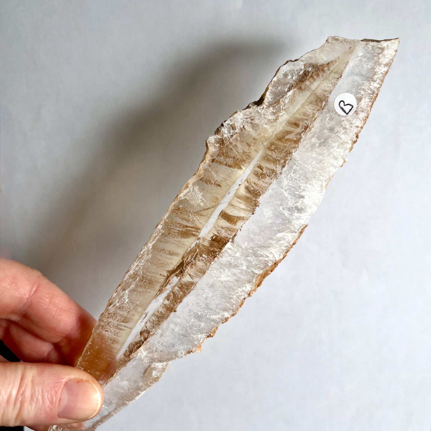 Selenit Kristall transparent weiß gestreift längliche Form in Hand gehalten | Happy Minerals