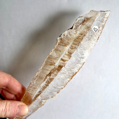Selenit Kristall transparent weiß gestreift längliche Form in Hand gehalten | Happy Minerals