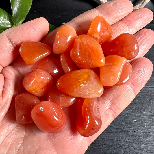 Karneol Trommelsteine | Botswana | orange-rote Heilsteine | Handhaltung | warme Farbtöne | Happy Minerals