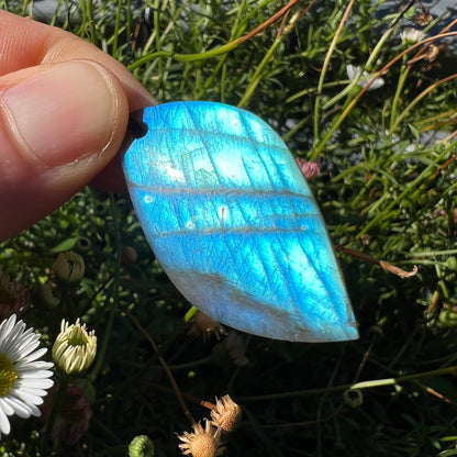 Labradorit Blatt | elektrisches Blau | intensive Labradoreszenz | Gänseblümchen | Naturhintergrund | Happy Minerals