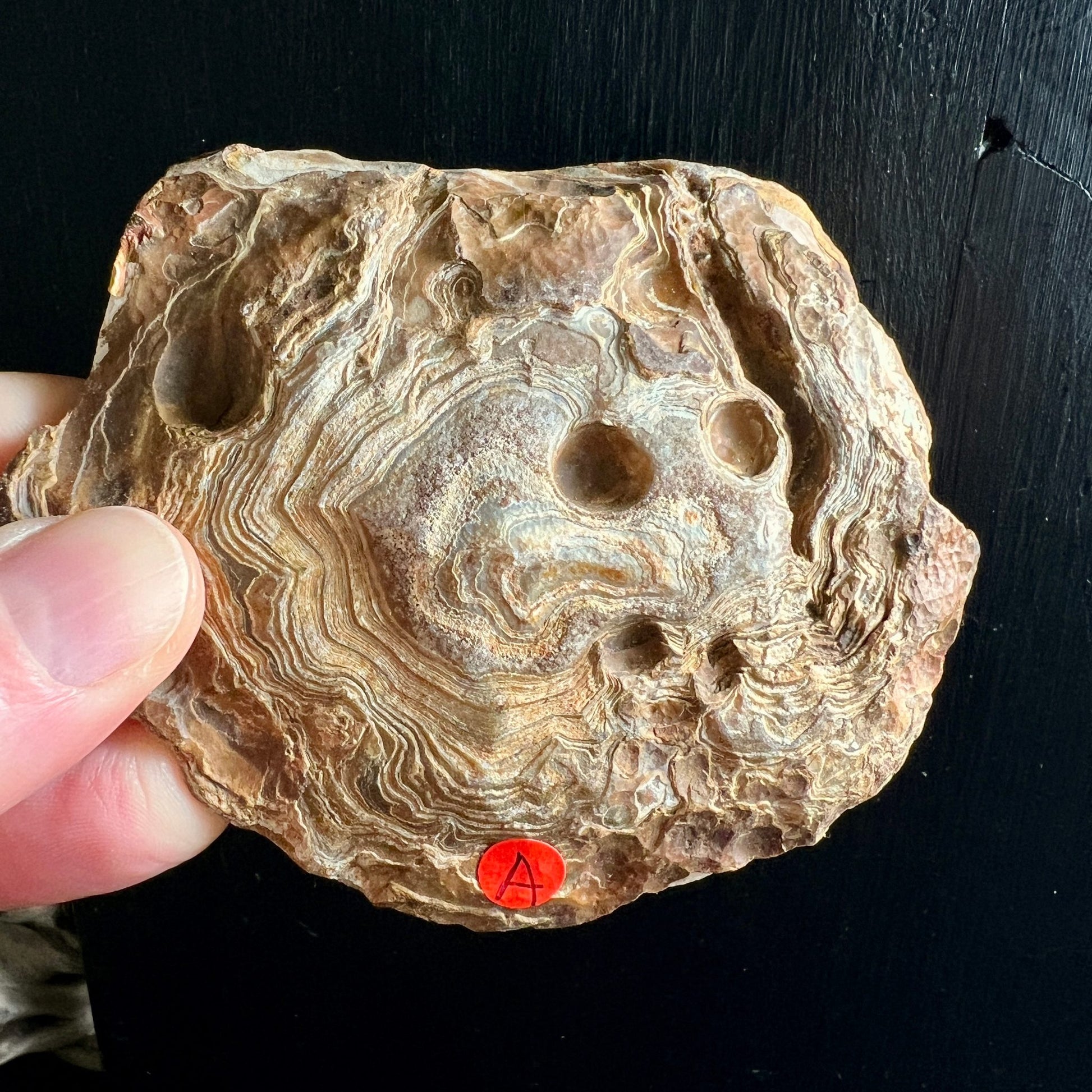 Madagaskar Achat Rohstein Variante A | warme Brauntöne | konzentrische Bänder | Happy Minerals