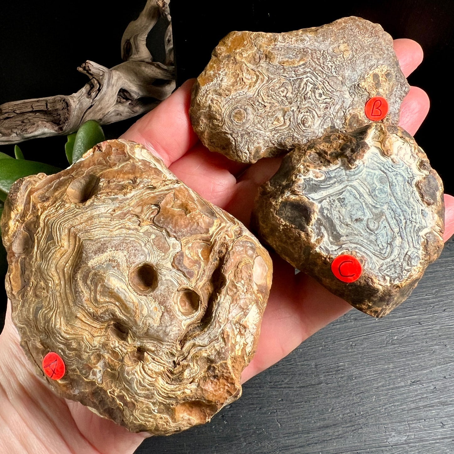Madagaskar Achat Rohsteine Handvergleich | Größendarstellung | Treibholz Dekoration | Happy Minerals