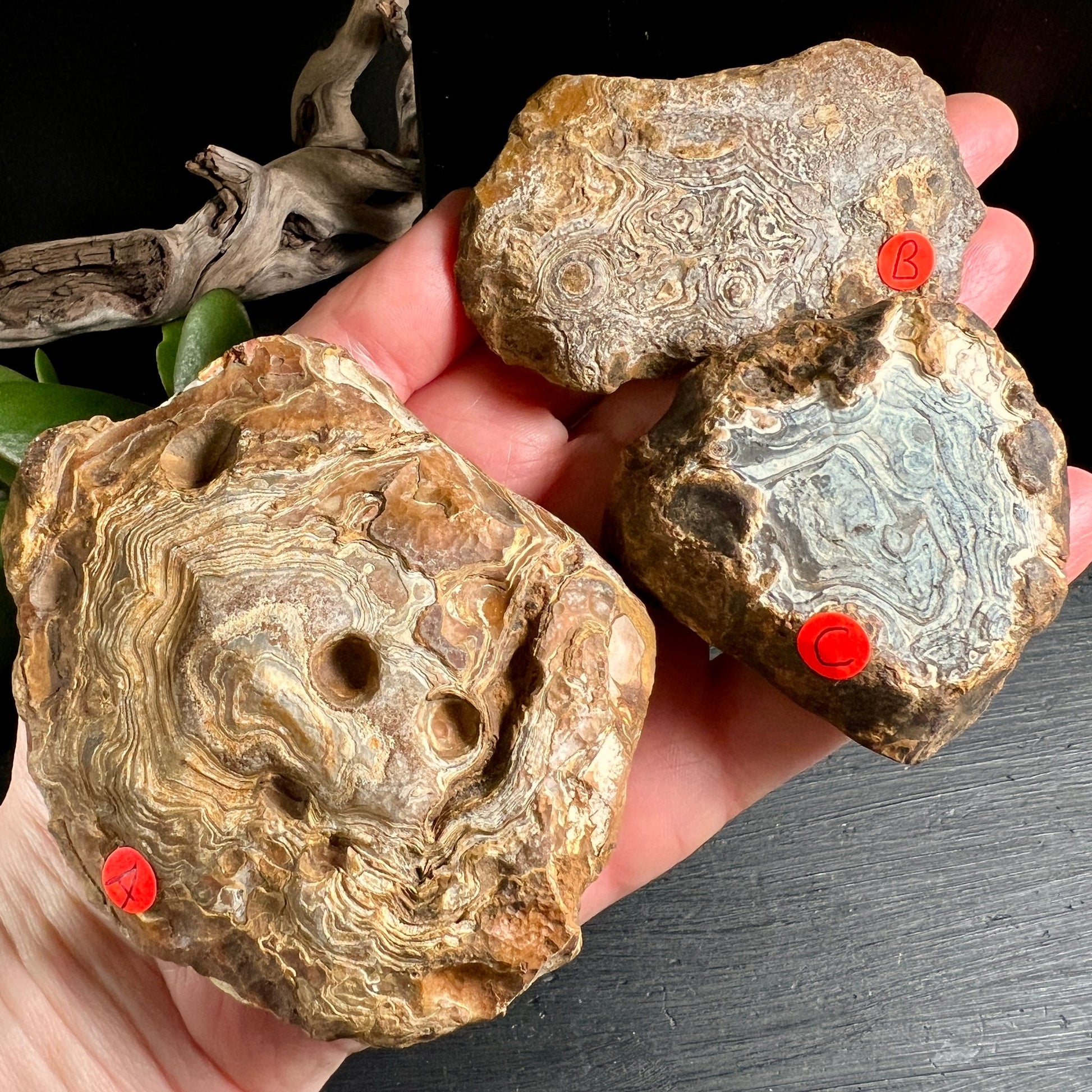 Madagaskar Achat Rohsteine Handvergleich | Größendarstellung | Treibholz Dekoration | Happy Minerals