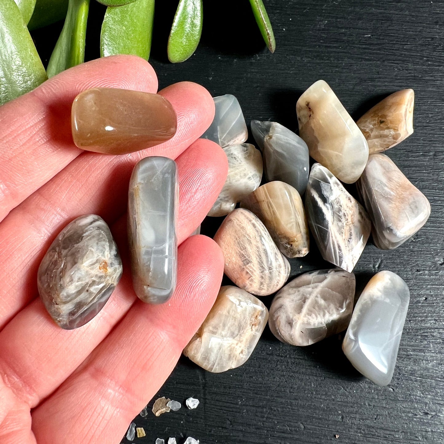 Mondstein Trommelsteine | warme Farbnuancen | natürlicher Glanz | Sukkulente | Happy Minerals