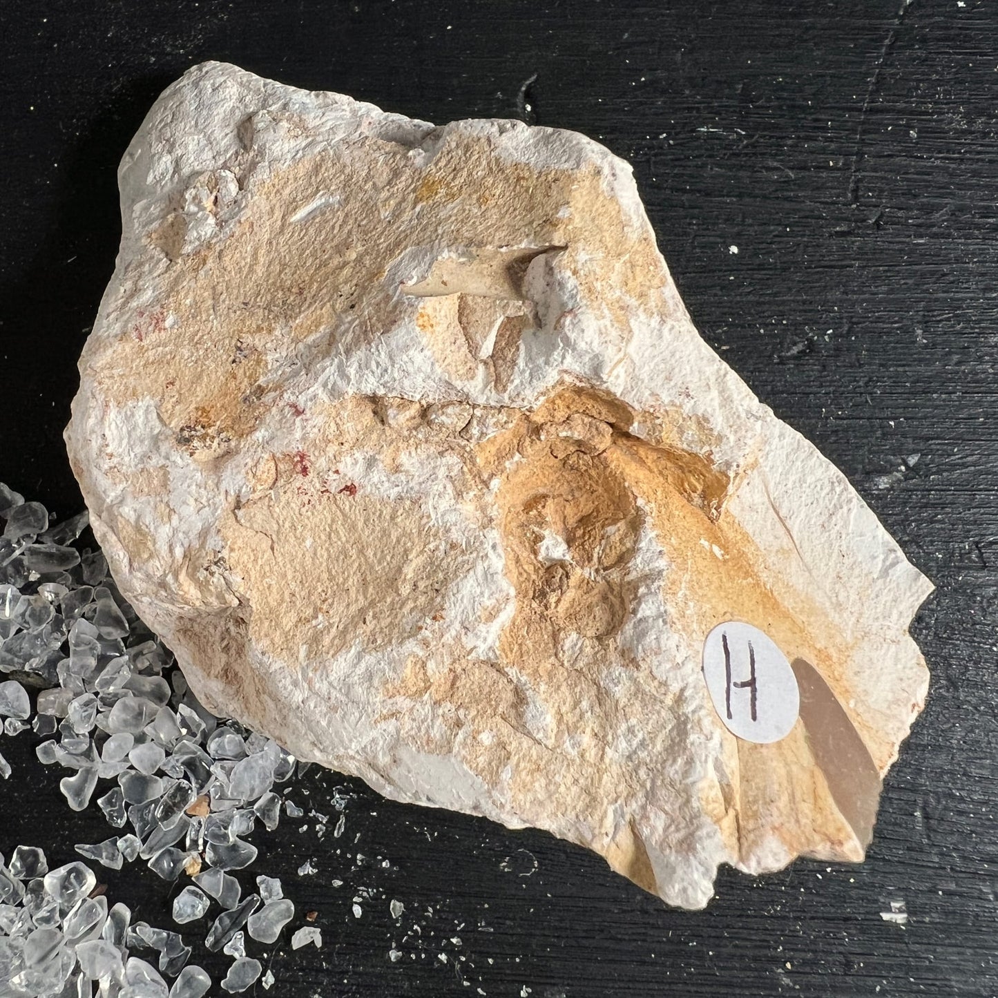 Mookait Hornstein Rohstein | Variante H | cremeweiße Kalkstruktur | fossile Einschlüsse | Australien | Happy Minerals