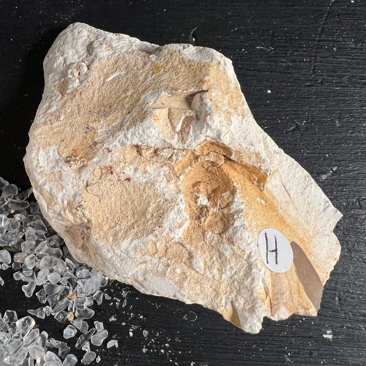 Mookait Hornstein Rohstein | Variante H | cremeweiße Kalkstruktur | fossile Einschlüsse | Australien | Happy Minerals