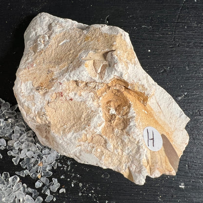 Mookait Hornstein Rohstein | Variante H | cremeweiße Kalkstruktur | fossile Einschlüsse | Australien | Happy Minerals