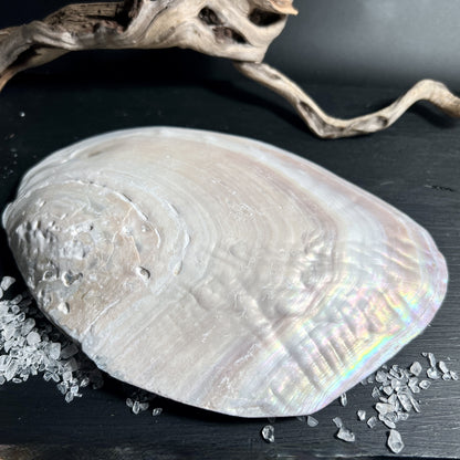 Natürliche Muschelschale, unbearbeitet und organisch | Happy Minerals