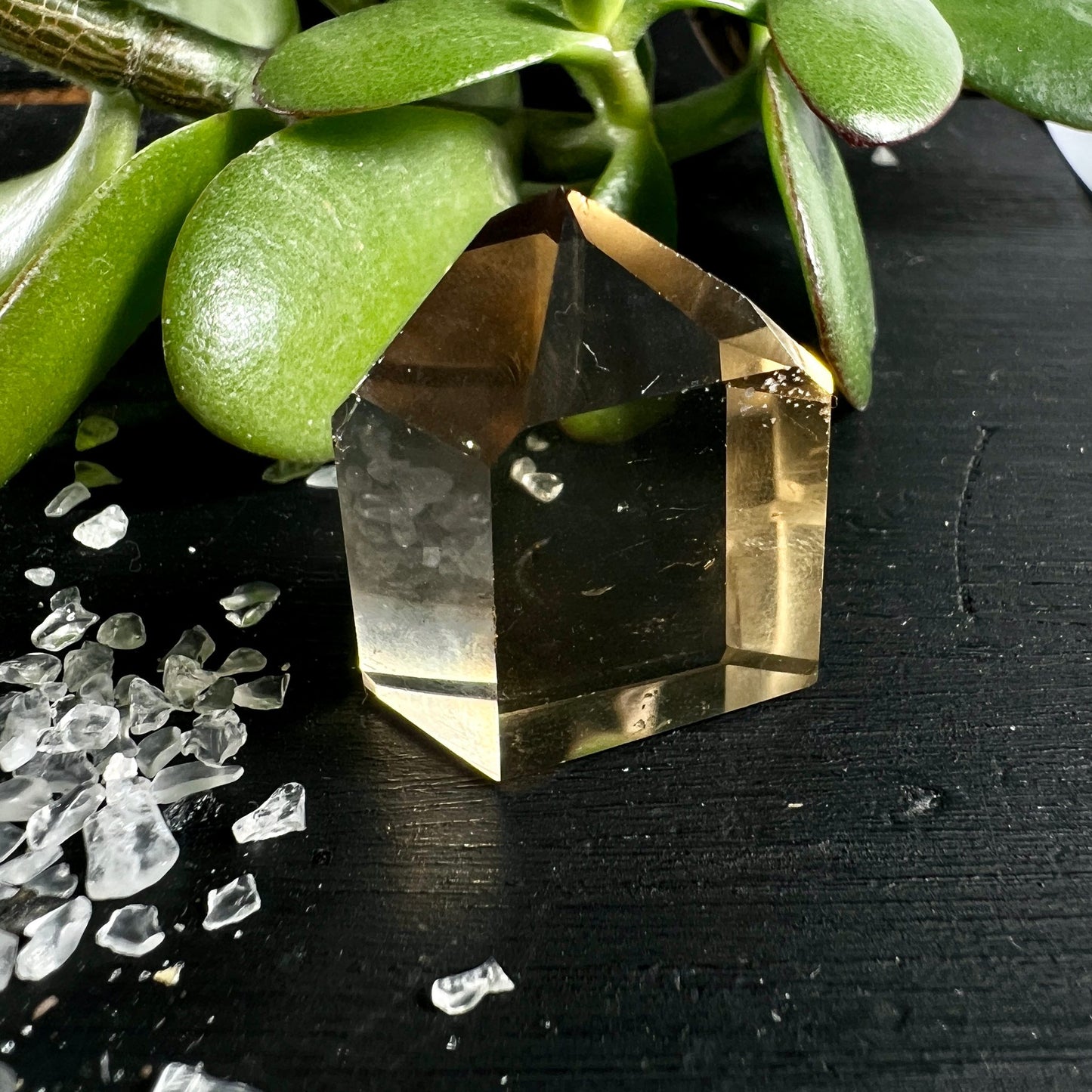 Naturcitrin mit Pflanze | natürliches Ambiente | warme Goldtöne | polierte Spitze | dekorativ | Happy Minerals