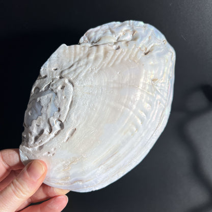  Edle Perlmutt-Schale als Deko- oder Schmuckablage | Happy Minerals