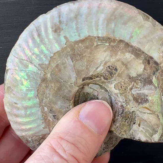 Ammonit Cleoniceras Rohfossil 98x80mm | Uralte Spirale für Erdung und Transformation Video | Happy Minerals