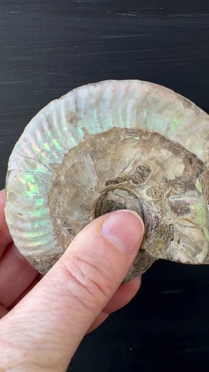 Ammonit Cleoniceras Rohfossil 98x80mm | Uralte Spirale für Erdung und Transformation Video | Happy Minerals