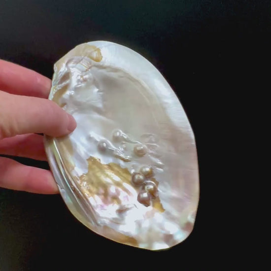 Muschelschale zum Aufladen von Kristallen | Räucherschale | Happy Minerals