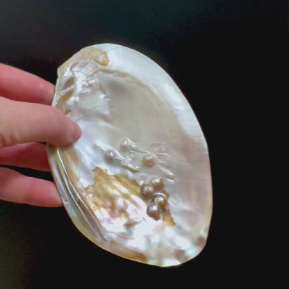 Muschelschale zum Aufladen von Kristallen | Räucherschale | Happy Minerals