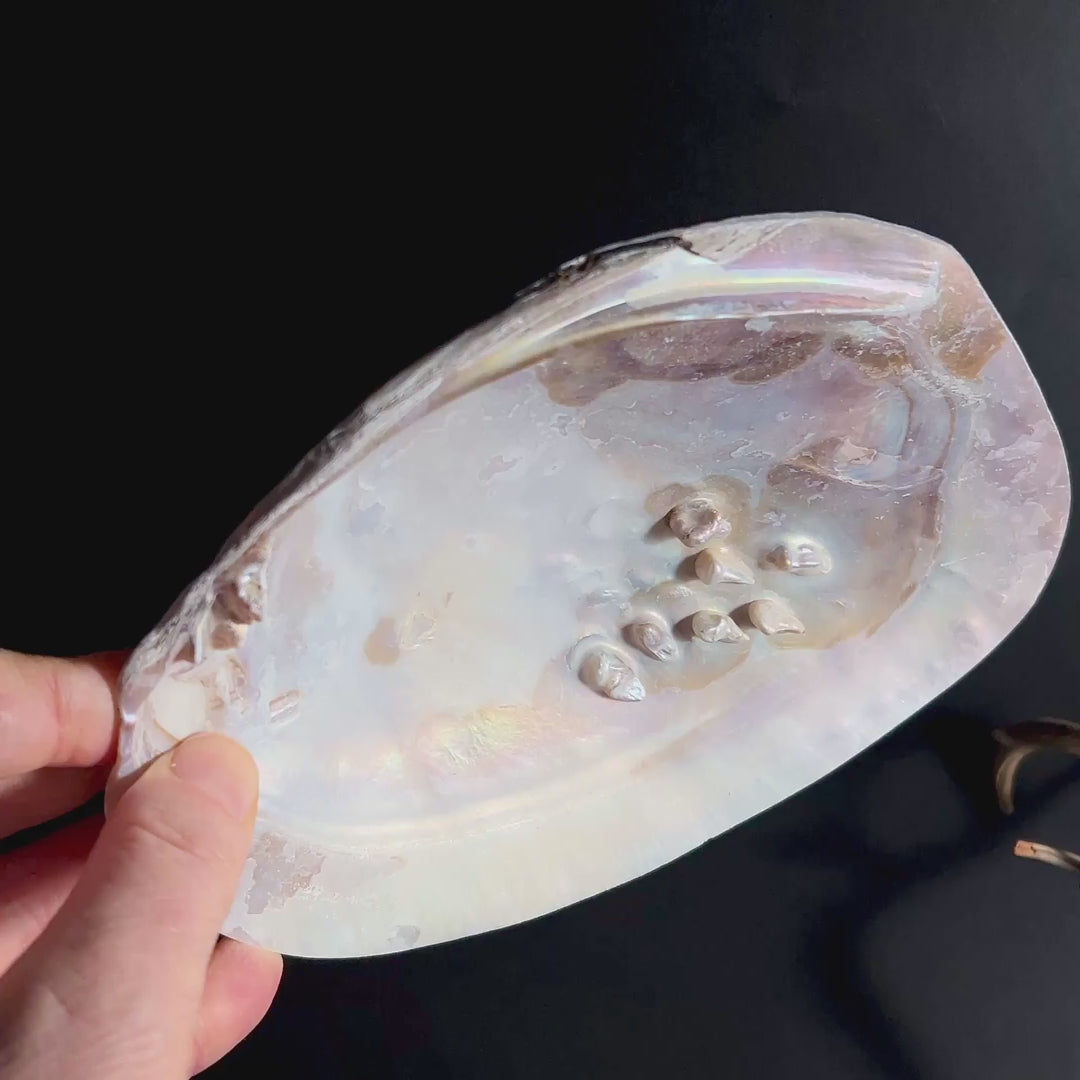 Mother of Pearl Schale, naturbelassen und schimmernd | Happy Minerals