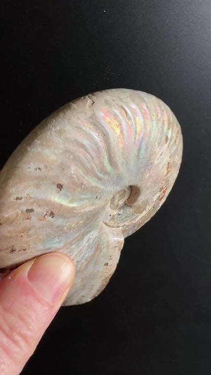 Ammonit Cleoniceras Rohstein 10x8cm | Urzeit-Fossil für Erdung und Beständigkeit Video | Happy Minerals