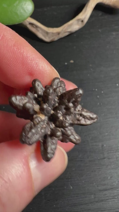 Prophetenstein 30mm | Prophecy Stone | Weiße Wüste Ägypten