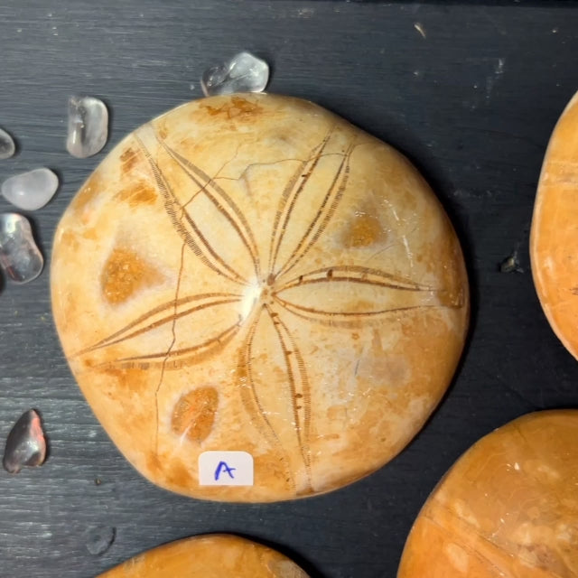 Seeigel_aus_Madagaskar | Happy Minerals