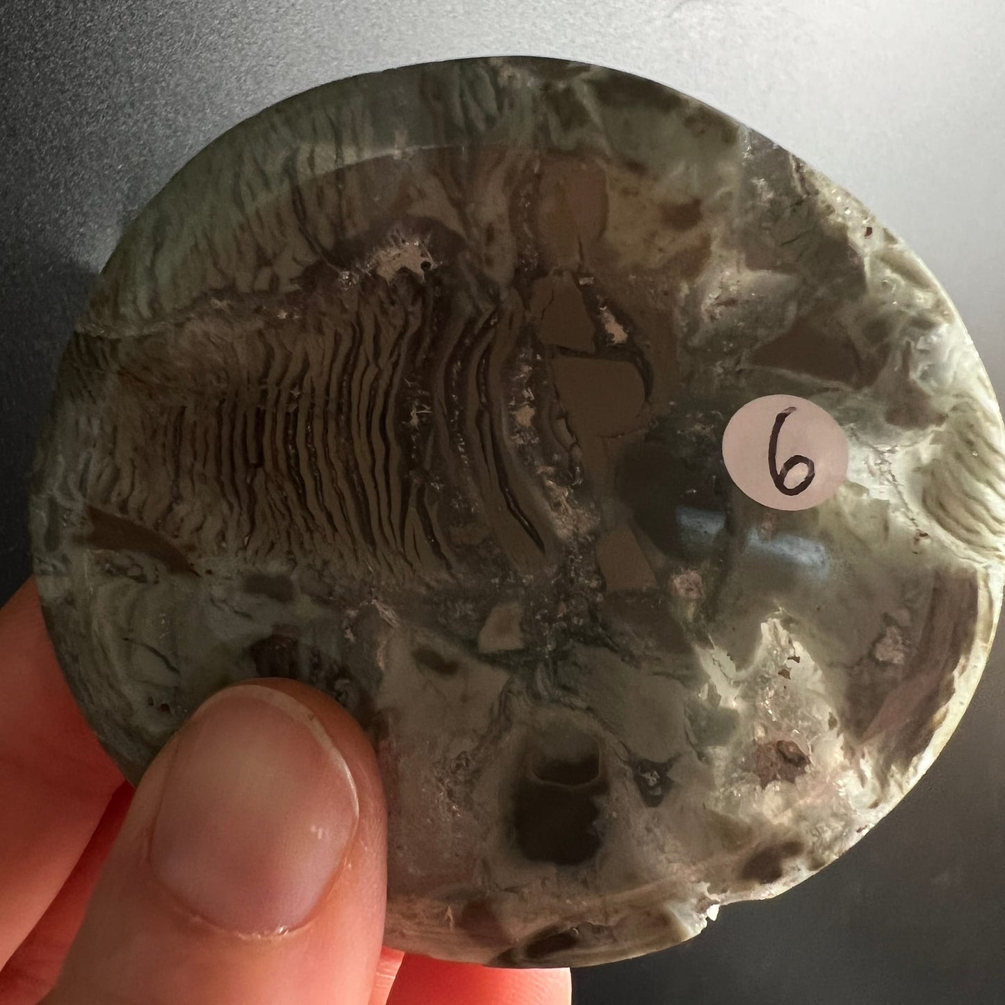 Sea Jasper Schale rund poliert, olivgruen-graue Fluesse mit dunkelbraunen Fossilstrukturen und Rillen | Happy Minerals