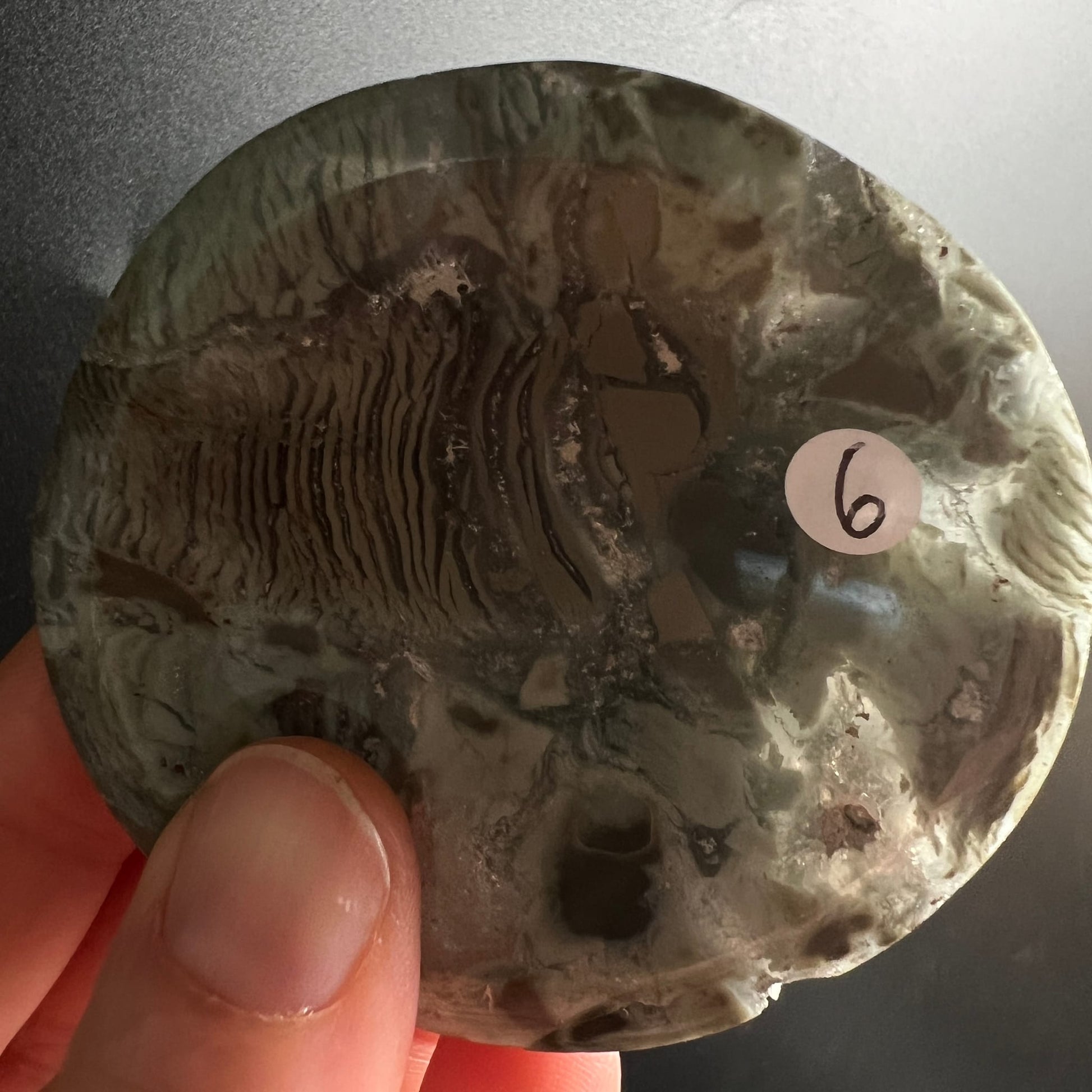 Sea Jasper Schale rund poliert, olivgruen-graue Fluesse mit dunkelbraunen Fossilstrukturen und Rillen | Happy Minerals
