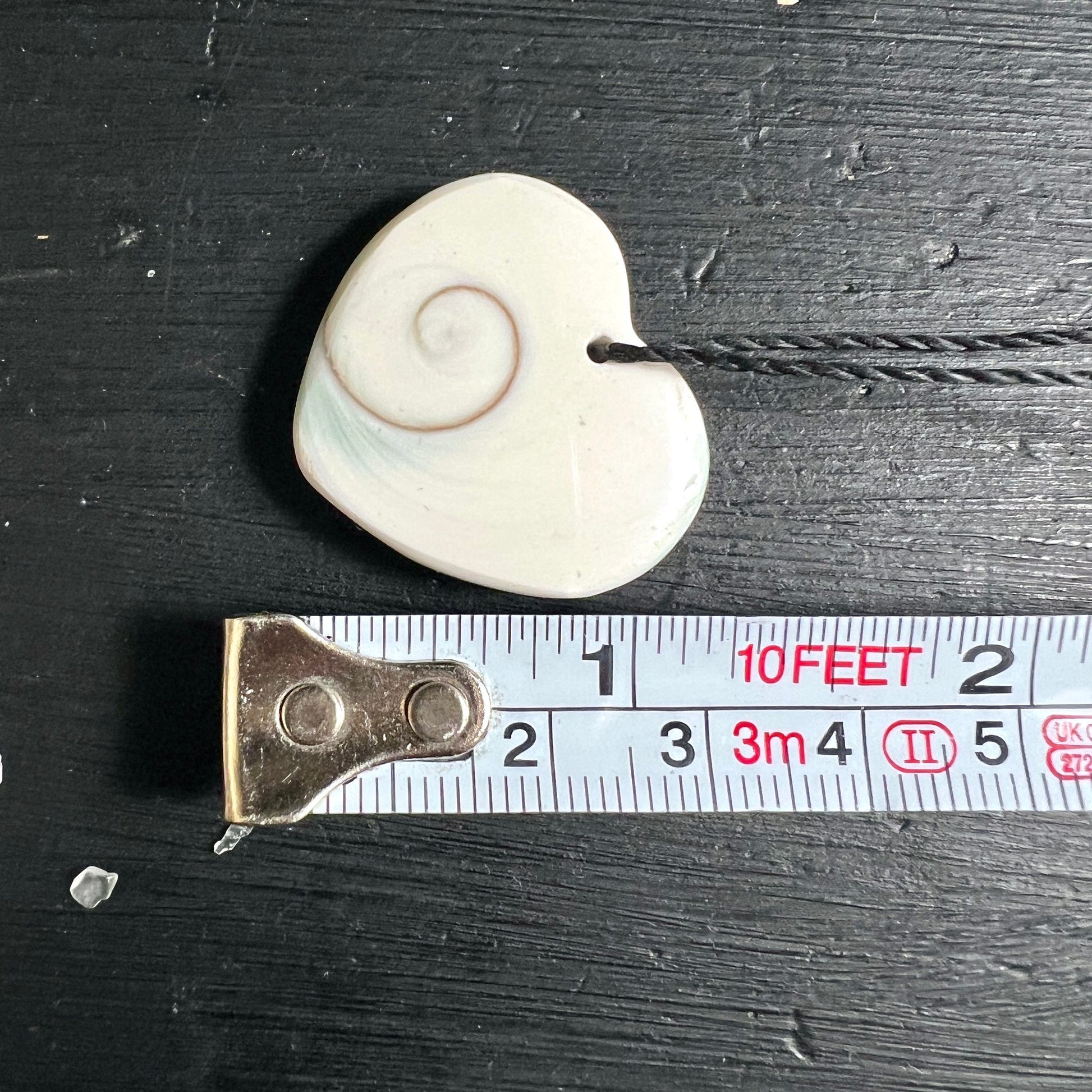 Shiva Auge Herzform | Größenvergleich Maßband | 4cm | natürlicher Meeresschnecken-Deckel | Happy Minerals
