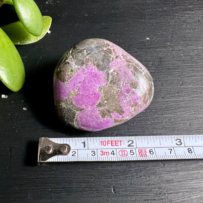 Stichtit Palmstein mit Massstab 56 mm Groessenvergleich