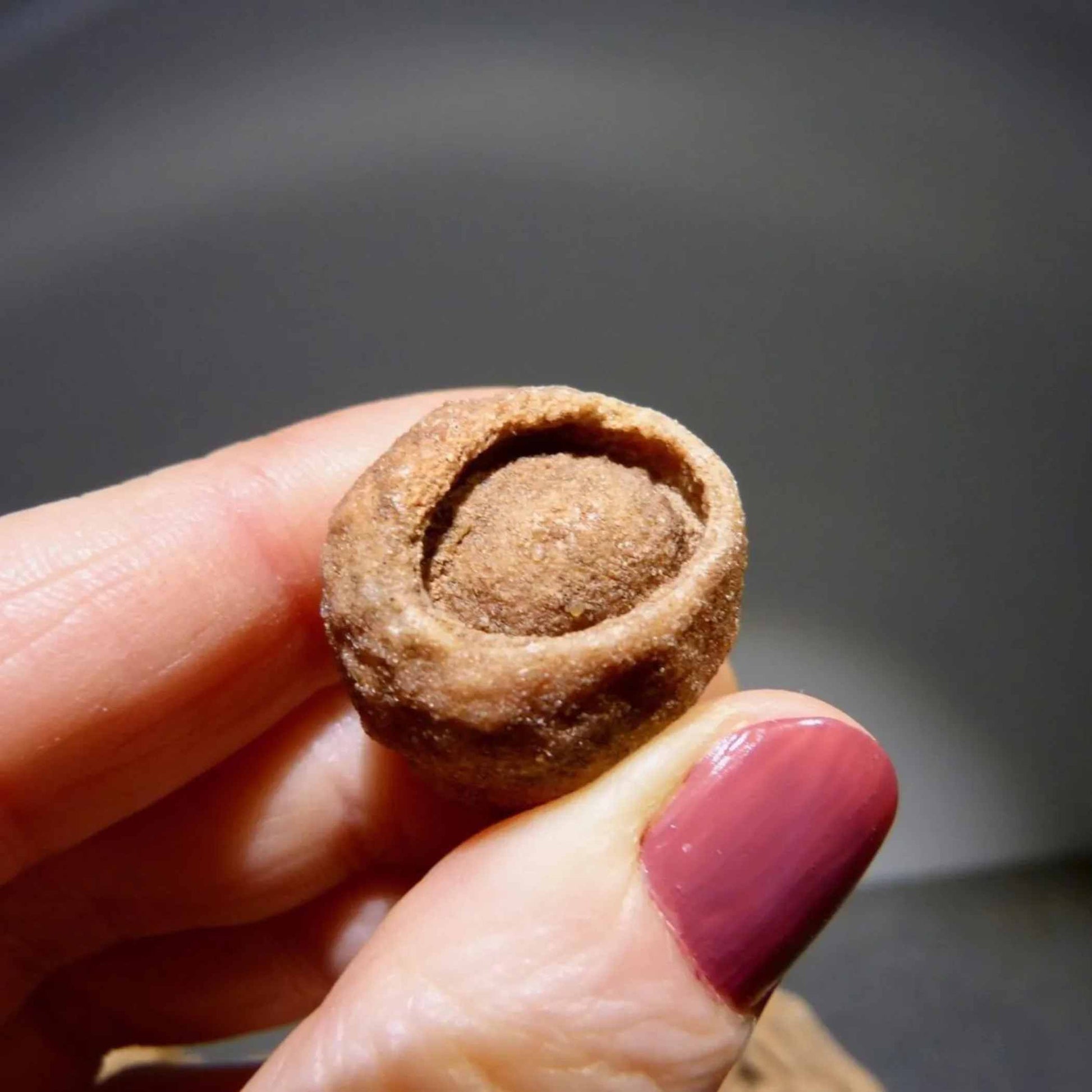 Detailaufnahme Stromatolith Fossil mit sichtbaren Urzeit-Schichten