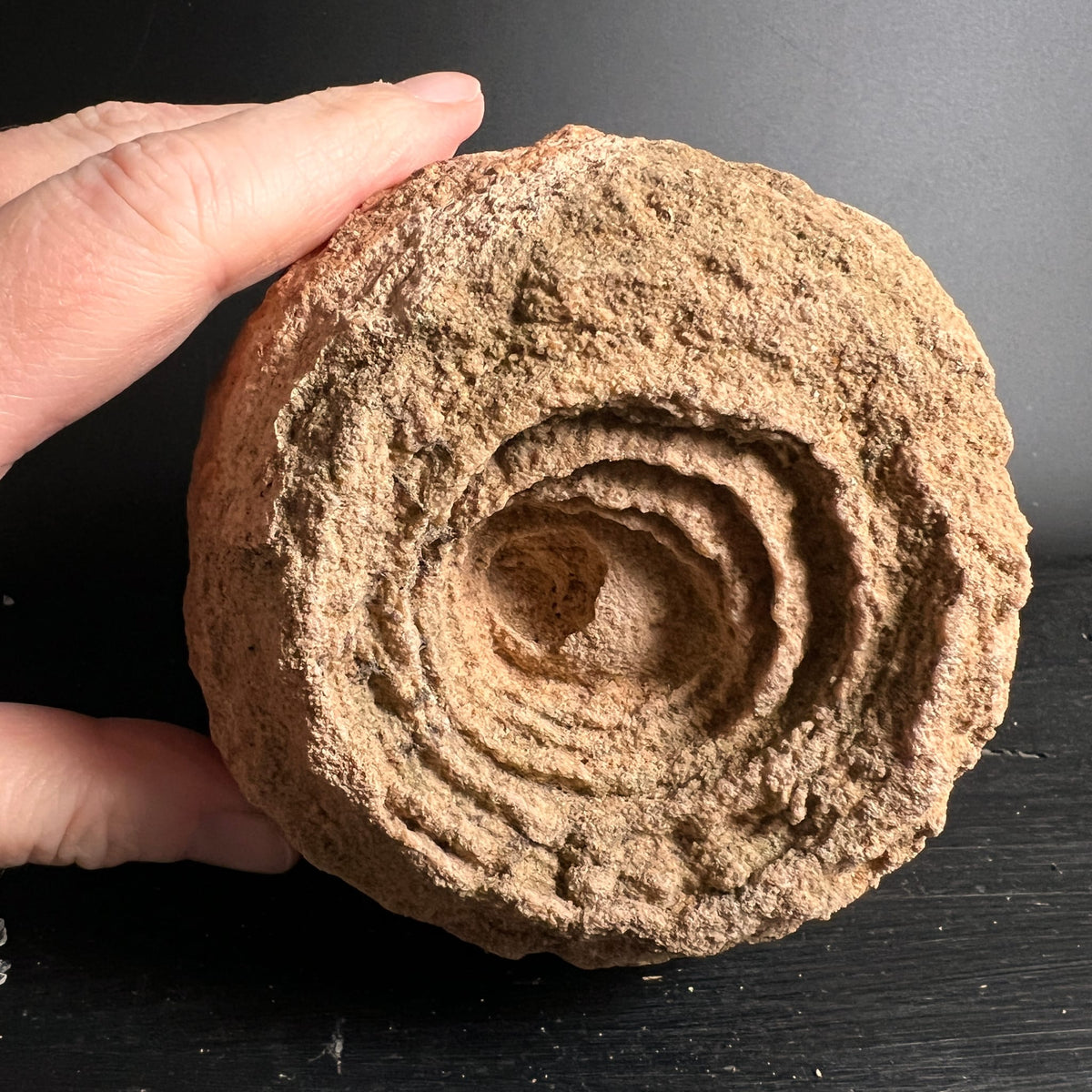 Stromatolith | Marokko | Rohstein | in der Hand | konzentrische Kreise | fossile Strukturen | Happy Minerals