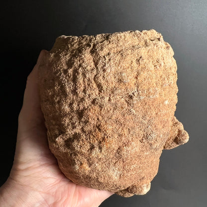 Stromatolith | Marokko | Rohstein | in Handfläche | körnige Textur | erdbraune Nuancen | Happy Minerals