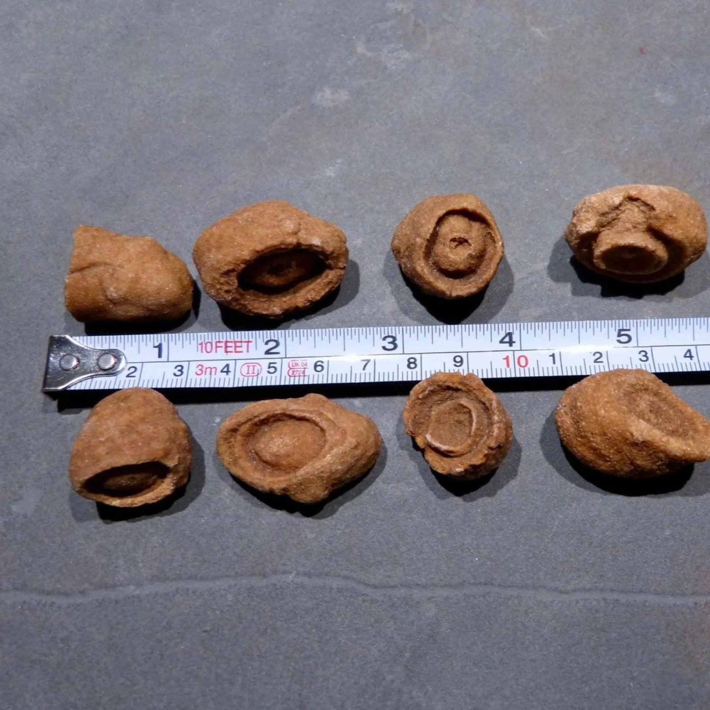 Stromatolith Rohstein aus der Sahara fuer Erdung und Meditation