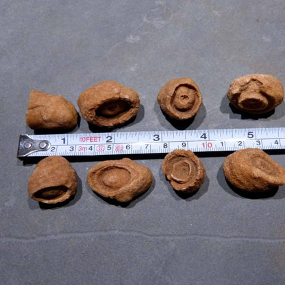 Stromatolith Rohstein aus der Sahara fuer Erdung und Meditation