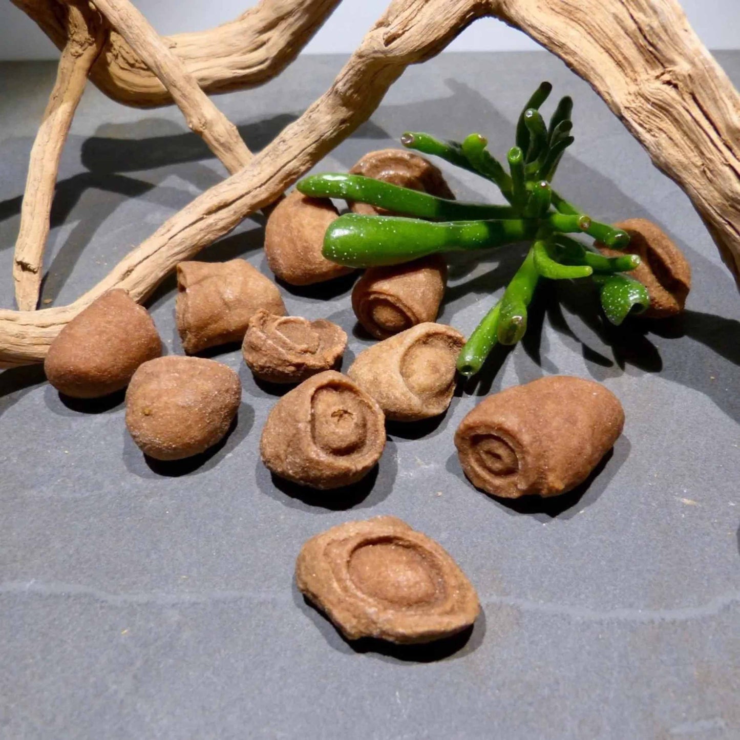 Stromatolith Urzeitfossil in der Hand zeigt natuerliche Groesse